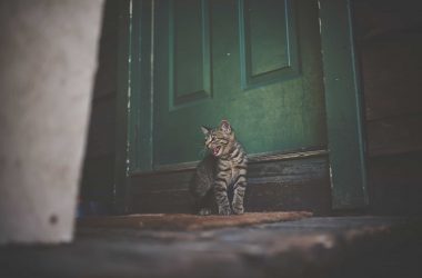 Klaar met deurwachter spelen voor de kat?